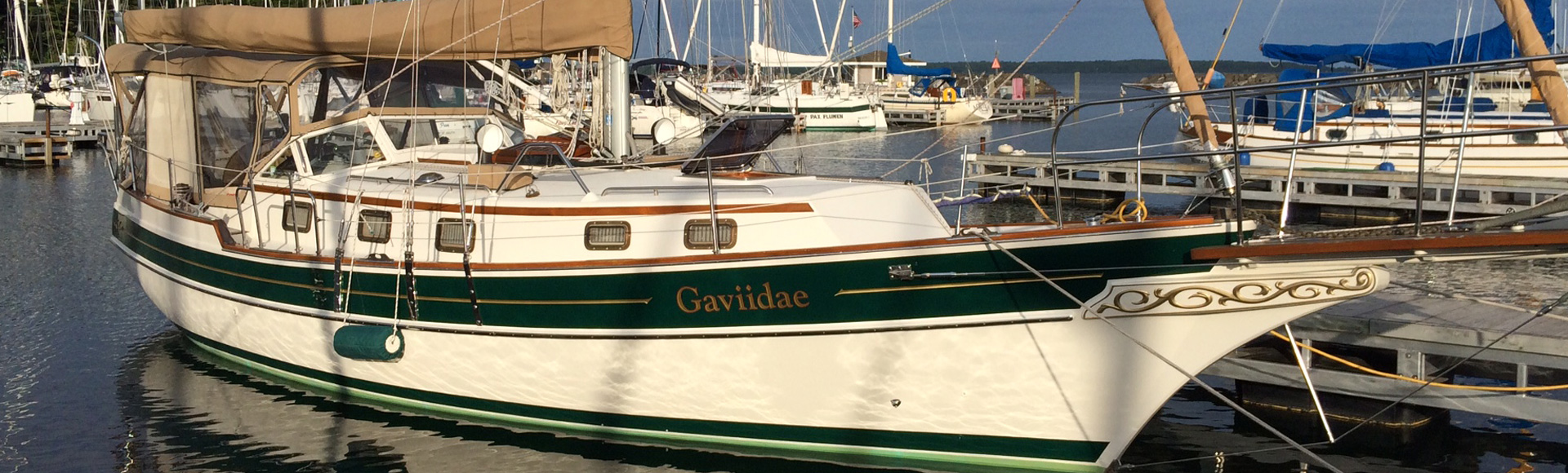 Gaviidae is in the Water