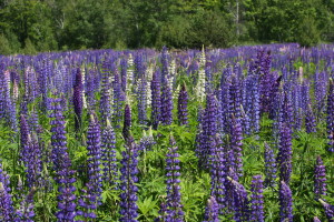 Bayfield Lupines