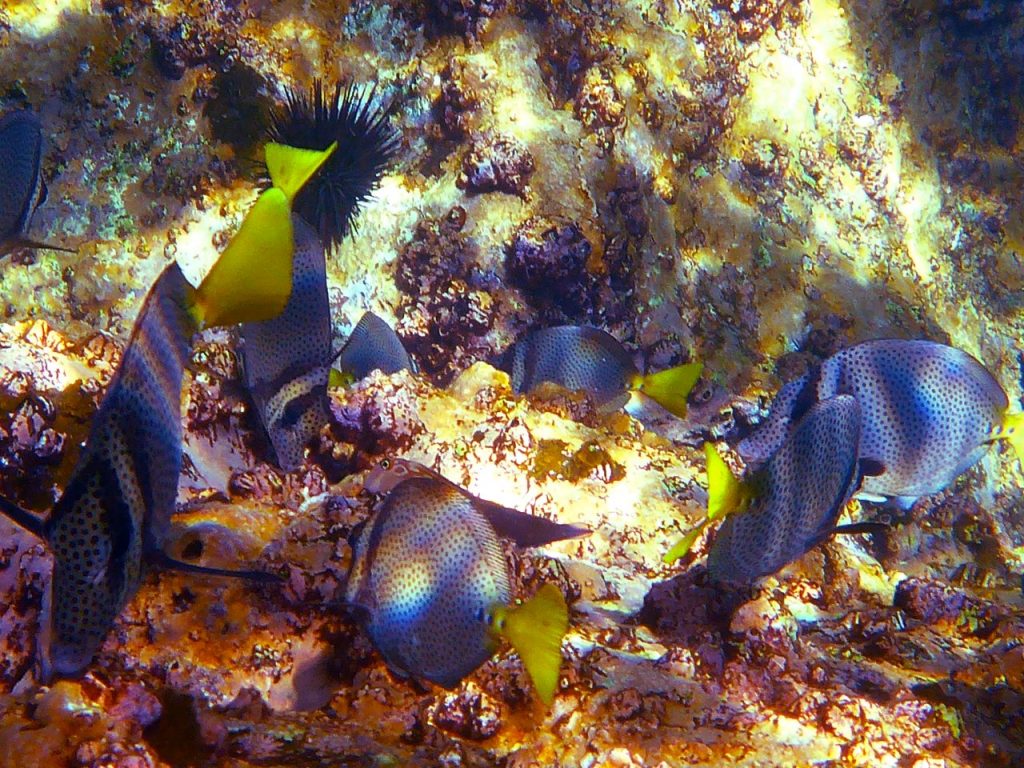 April 22 Purple Tangs at Los Islotes; picture taken by Captain Patsee Ober