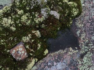 August 20 Moss colors on the rocks in Fox Harbour