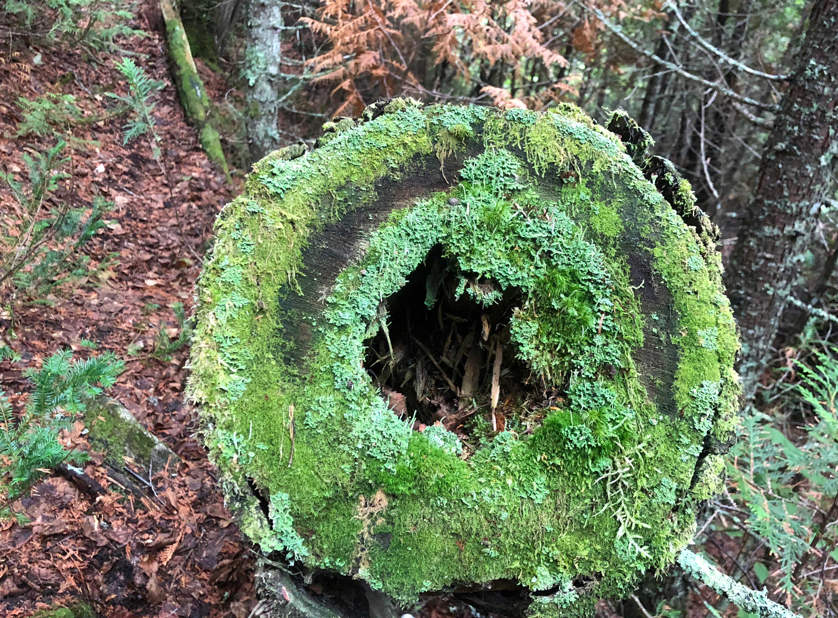 20180805-West-Otter-Cove-Hike-Tree-Moss