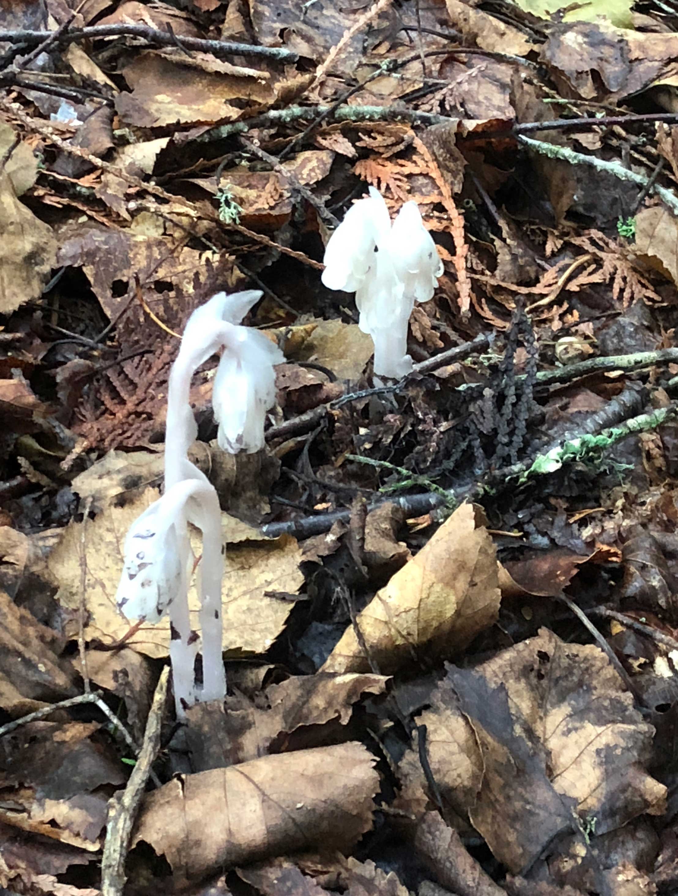 20180805-West-Otter-Cove-Indian-Pipes
