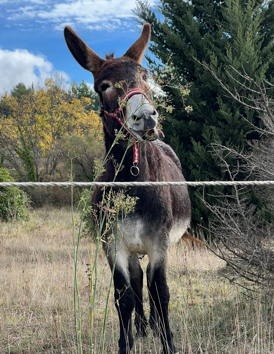 20221118-Donkey-D