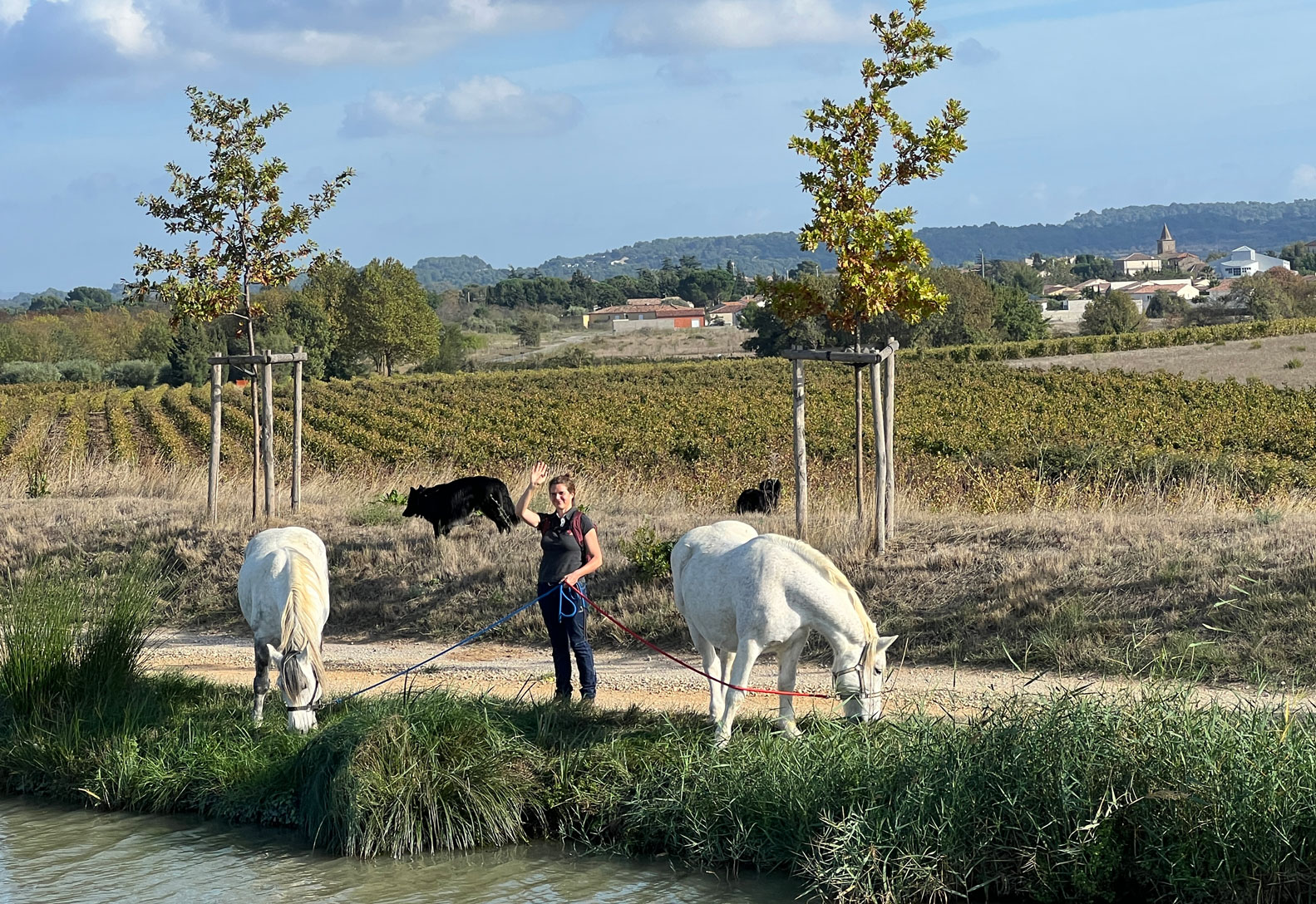 20221022-Horses-along-the-canal