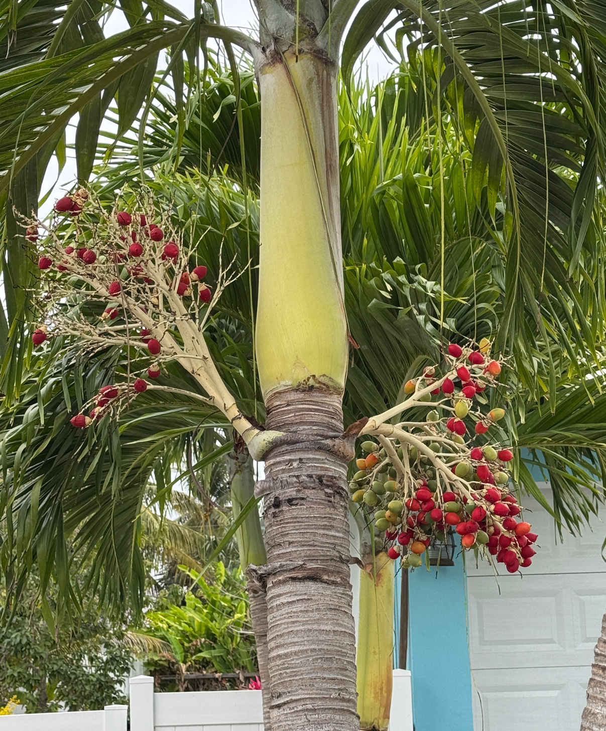 20250224-Spanish-Wells-Manila-Palm